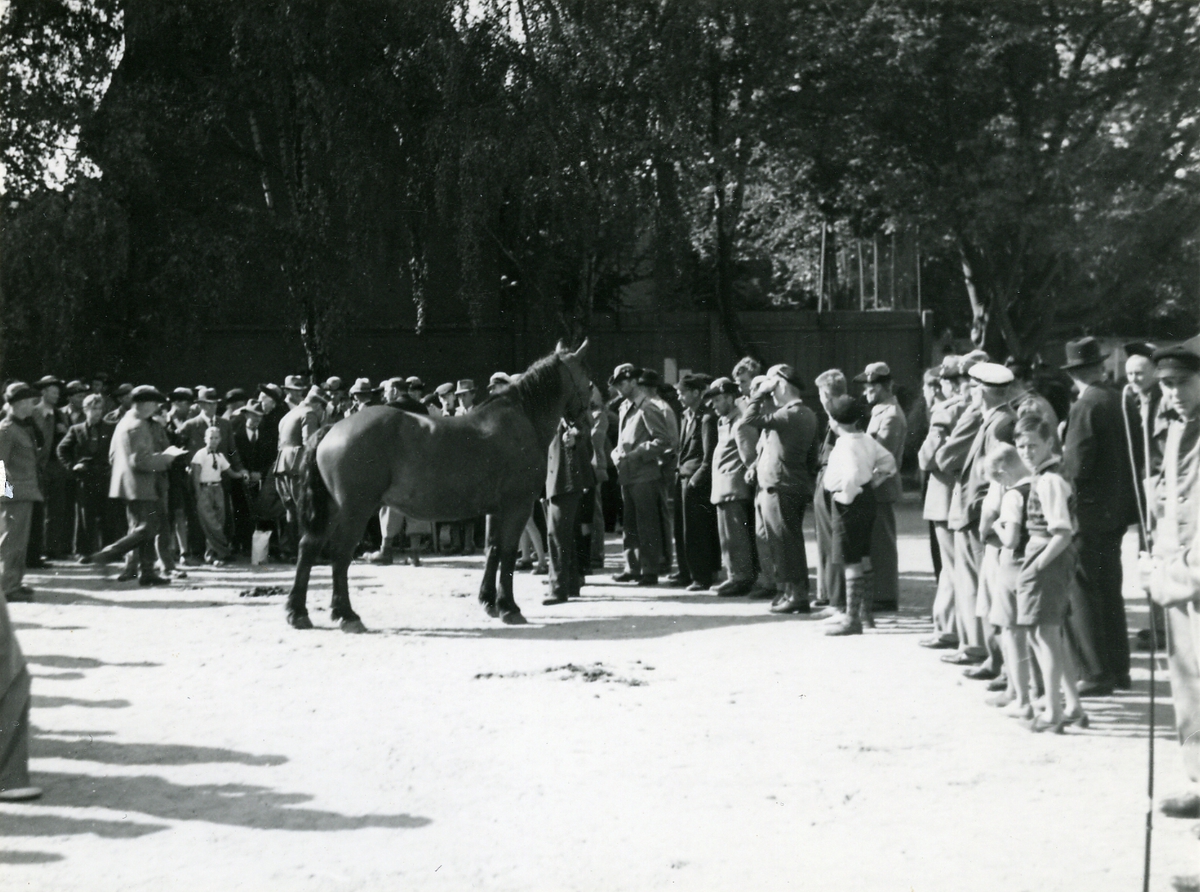 Förstärkt försvarsberedskap i september 1939, Karlskrona.
En häst besiktigas.