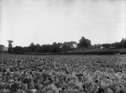 Knudsen/Borgestad. Borgestad gård med åkre foran.
Fotograf 