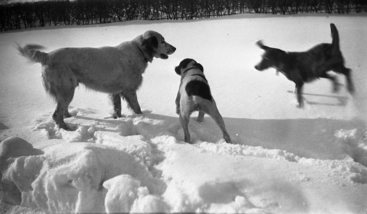 Tre hunder som leker i snøen fotografert. Hunden til venstre er en Engelsk Setter, hunden i midten er en Jack Russell Terrier, og hunden til høyre er sannsynligvis en jakthund.

Fotoarkivet etter Gunnar Knudsen.