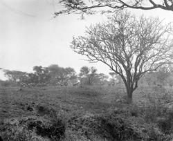 Jakt på topis og sebraer nær Benagi camp på Tanganyika Terri