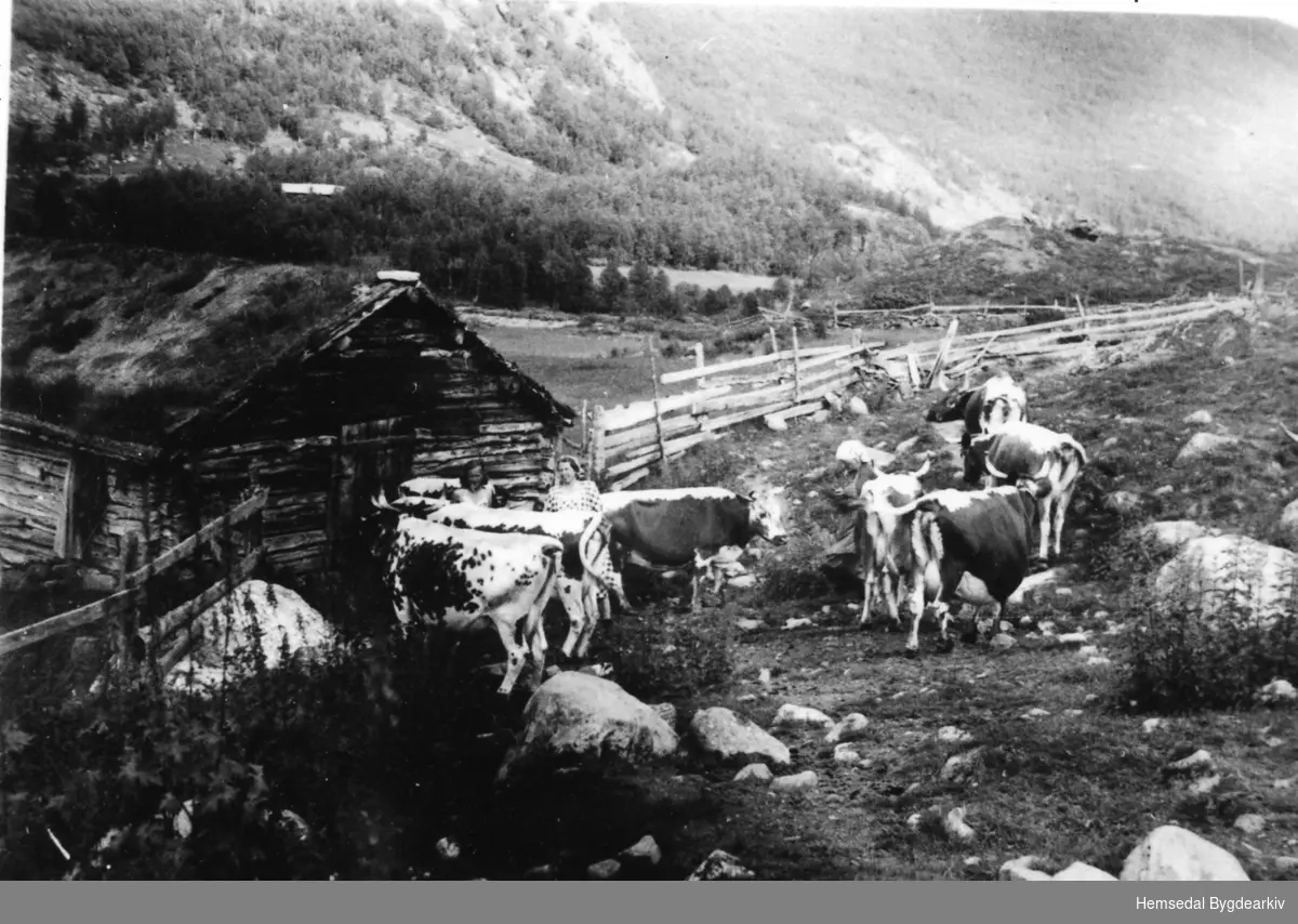 Telemarkkyr ved fjøset på Høltostølen i Hemsedal på 1950-talet..