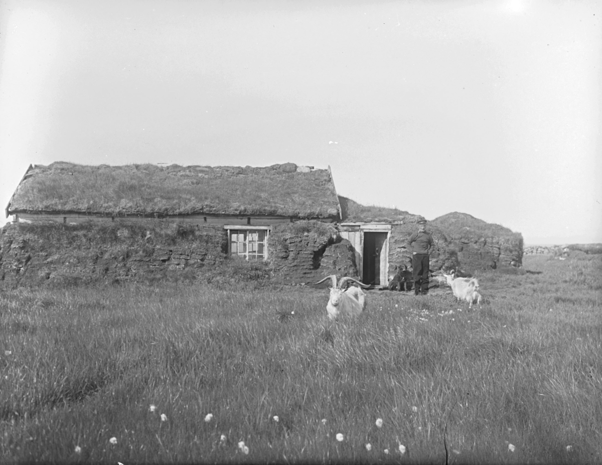 Torvdekket bolighus av tre. På bildet er det to geiter (en bukk?) og en mann