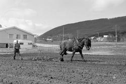 Harving med hest. Ervikskolen i bakgrunnen.