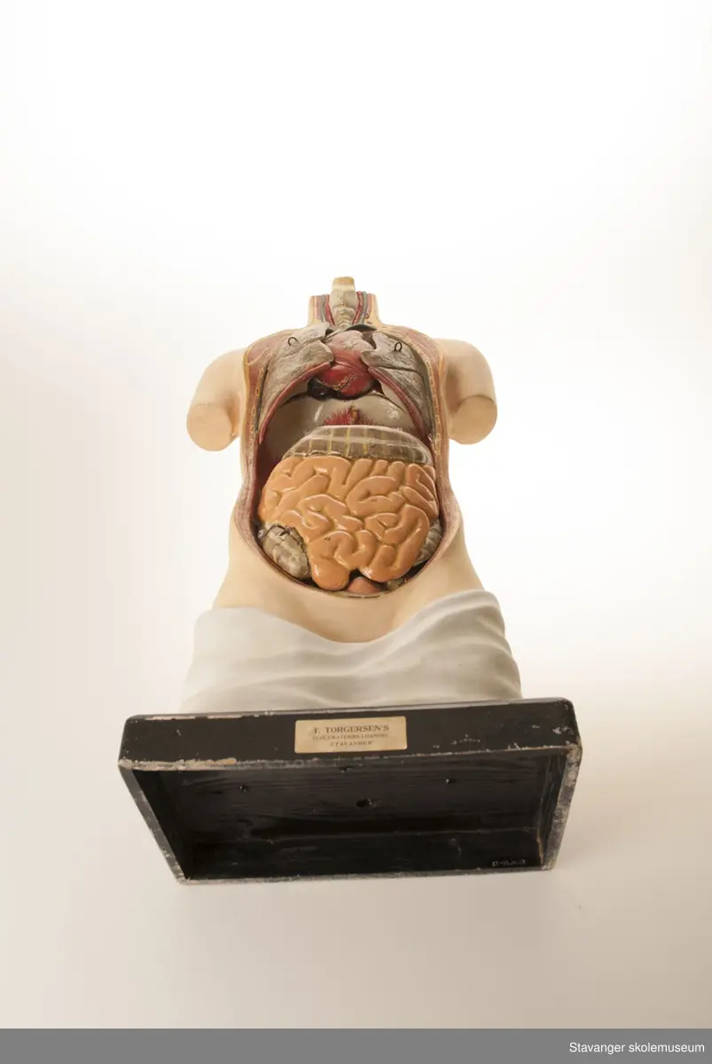 Anatomisk modell - Stavanger skolemuseum / DigitaltMuseum
