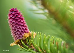 Hunnblomst fra gran (Picea abies).  Denne arten er utbredt i