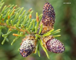Hannblomst fra gran (Picea abies).  I Norge utgjør dette tre