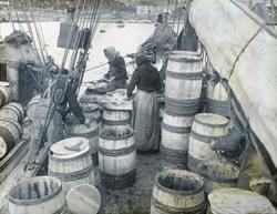 12. Saltning av sild