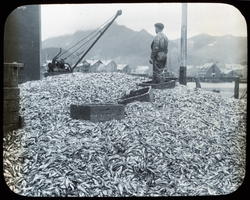 10. Sild ved sildoljefabr.