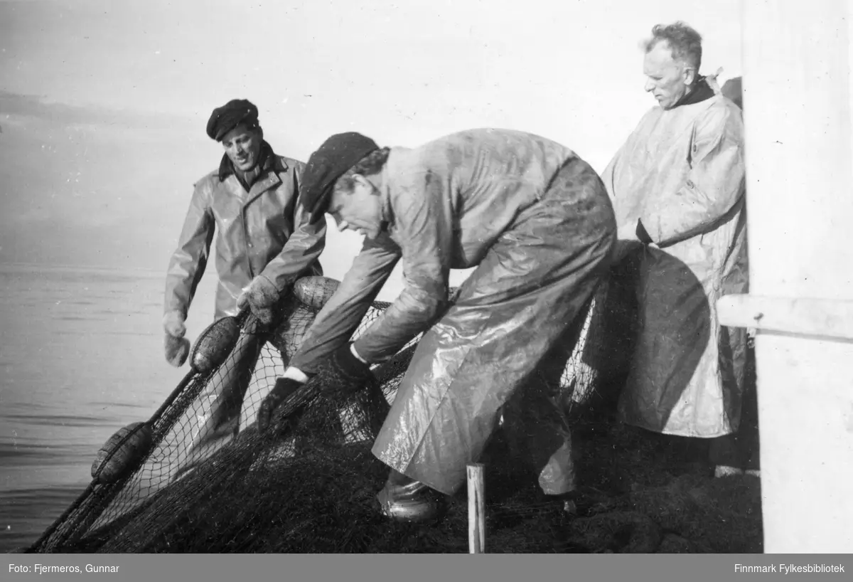 Tre menn står på dekket til en fiskeskøyte og haler sei-nota. Bildet er tatt øst for Nordkapp våren 1948. Personer, båt og nøyaktig sted er ukjent.