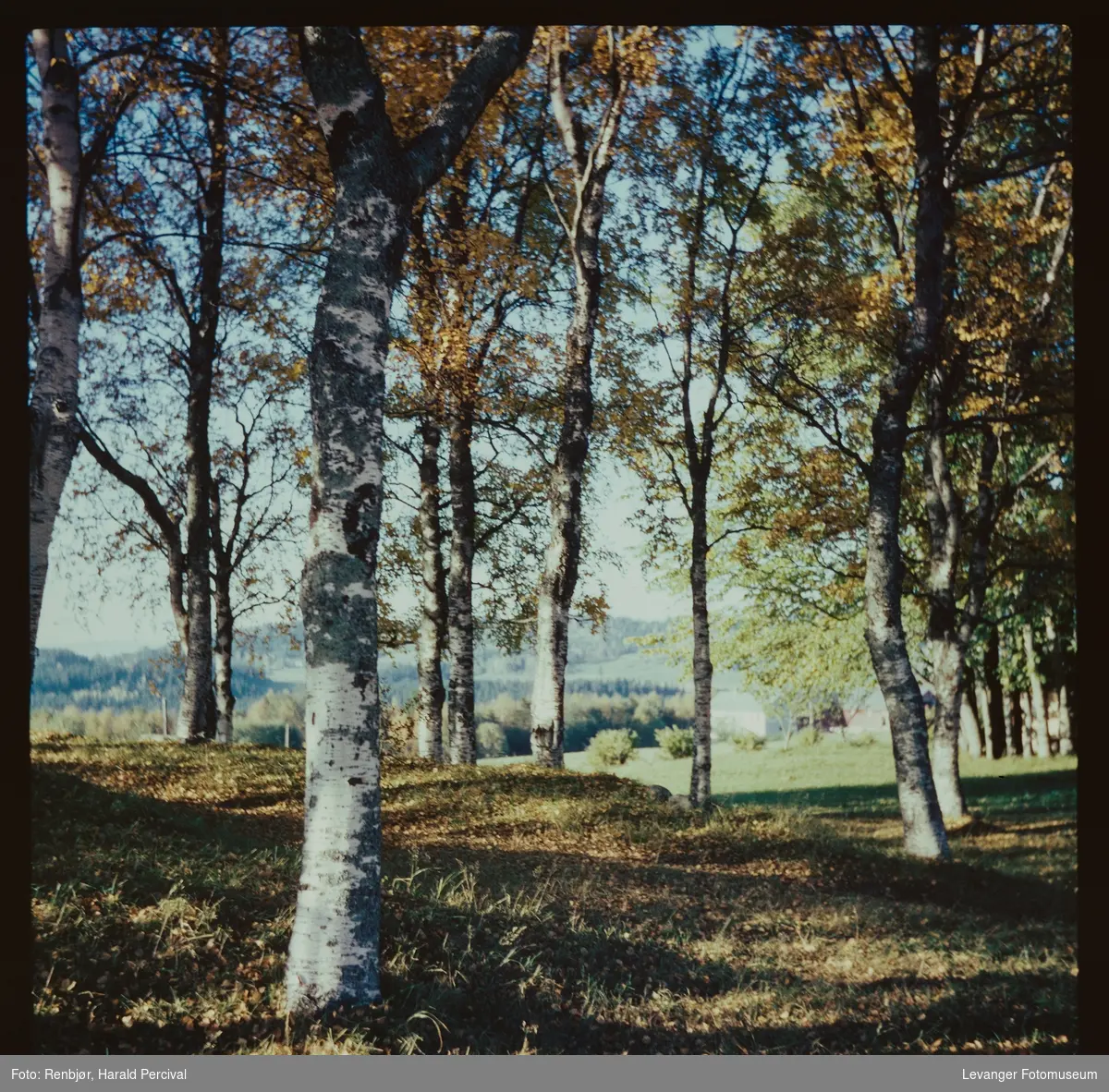 Bjørketrær i Okkenhaug.