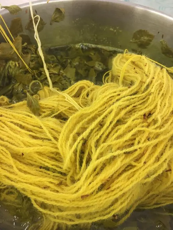 farging av gult garn i gryte med bjørkeblad