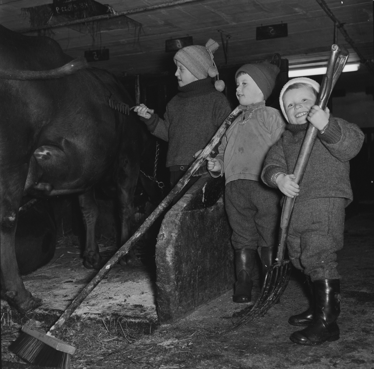Barna hjelper til med stell av ku og kalv i fjøset.  Sørum gård 1967.