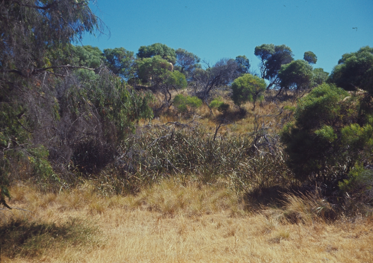 Bilden visar landskap och vegetation på Rottnest island i Australien.
