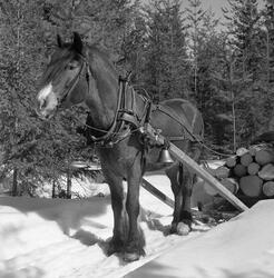 Jørgen Larsens skogshest, «Blessen», fotografert under kjøri