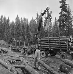 Tømmer lesses på lastebil med kran. Tømmertransport med last