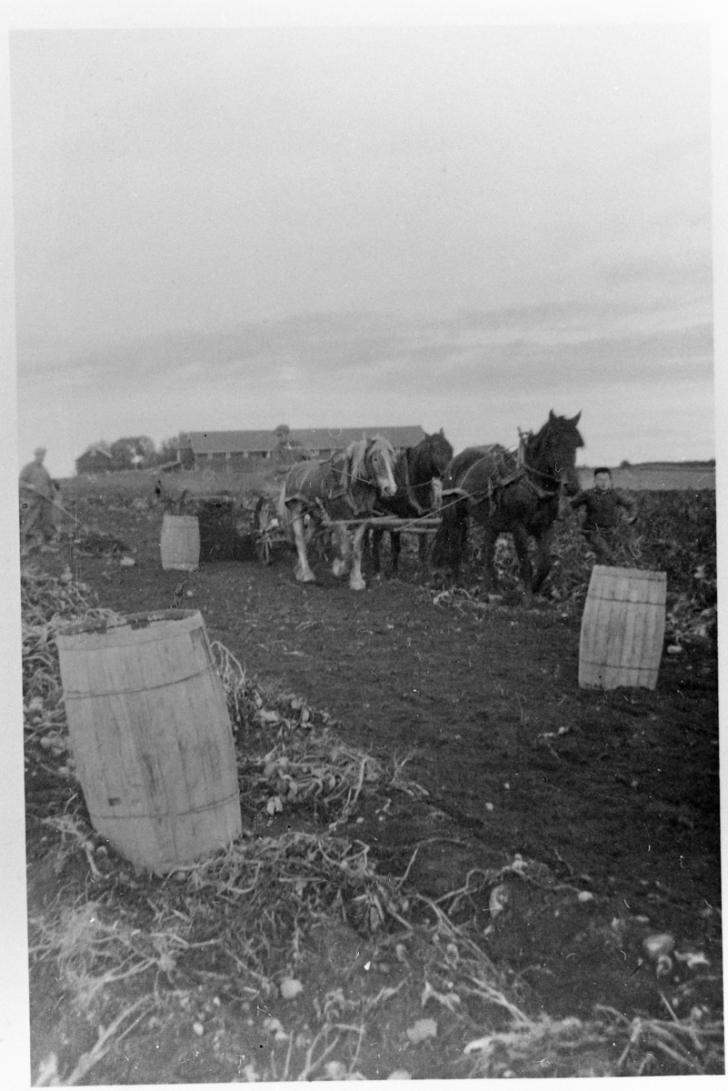 Potetopptaking på gården Lie, Østre Toten, ca. 1930. Personene er ikke identifisert.