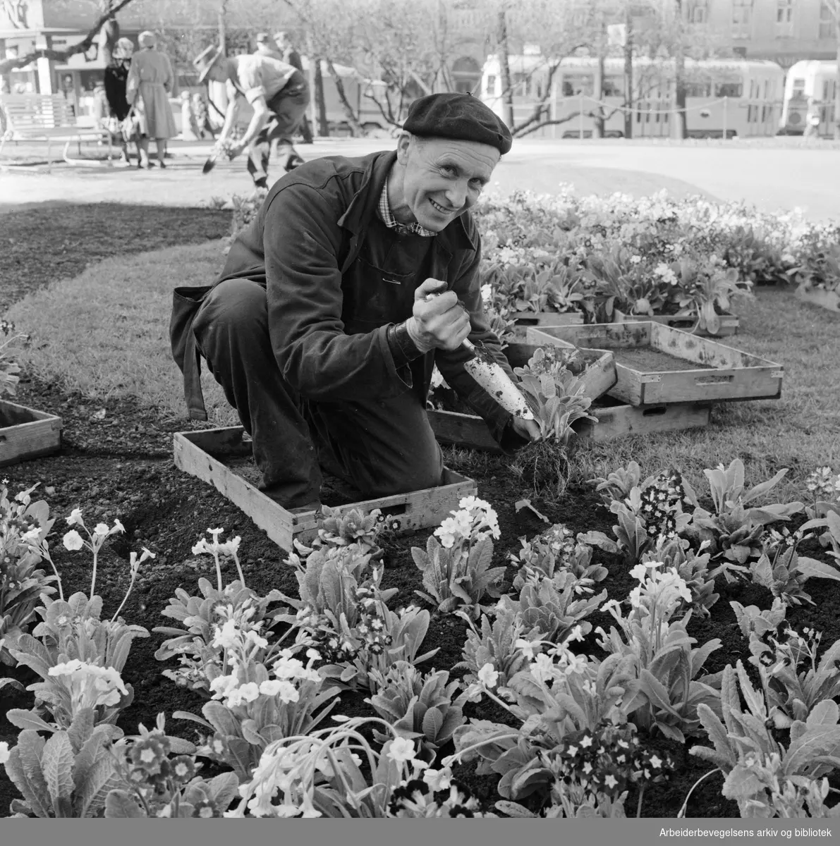 Harald Skreium fra Bygartneren i Oslo planter hageprimula på Eidsvolds plass. Mai 1963.