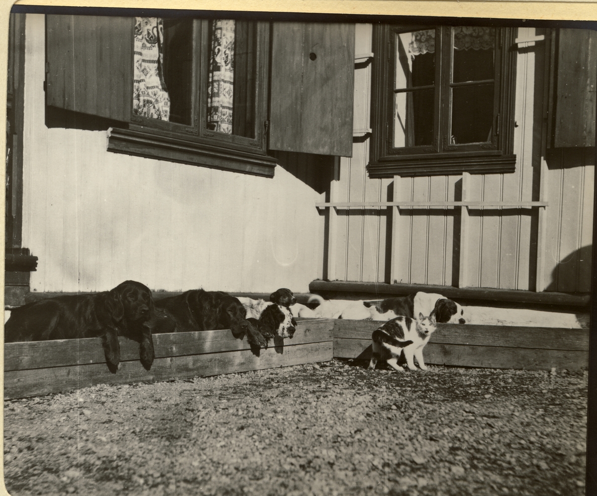 Hundene «Don», «Shot», «Jumbo», «Truls» og «Traff» samt katten «Katta» slapper av i et solfylt hjørne på våningshuset på Strøm gård (Vestre Strøm gård i Rælingen?). Fotografert april 1910.