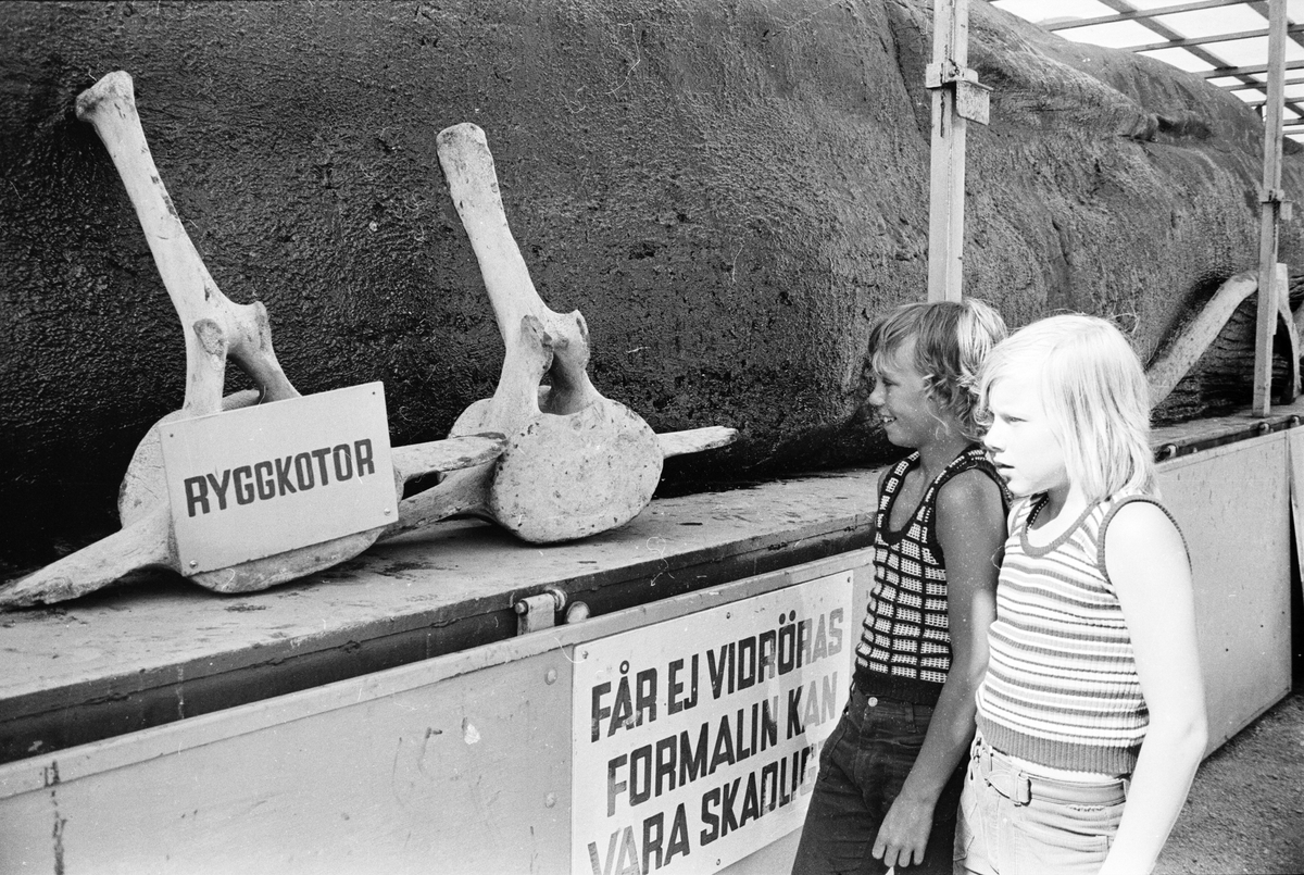 "Jättevalen Jonas i Tierp", Uppland, juli 1972
