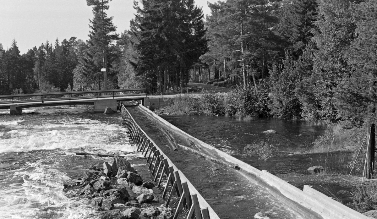 Tur til Haldenvassdraget 20/8 1956. Tømmerrenne. Bønsdammen ved utløpet av innsjøen Mjelmen.