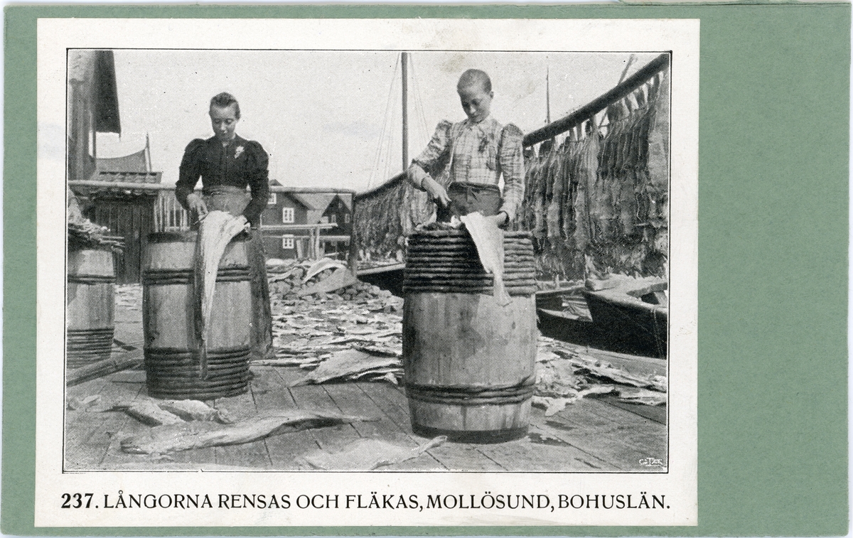 Tryckt text på kortet: "237. Långorna rensas och fläkas, Mollösund, Bohuslän."