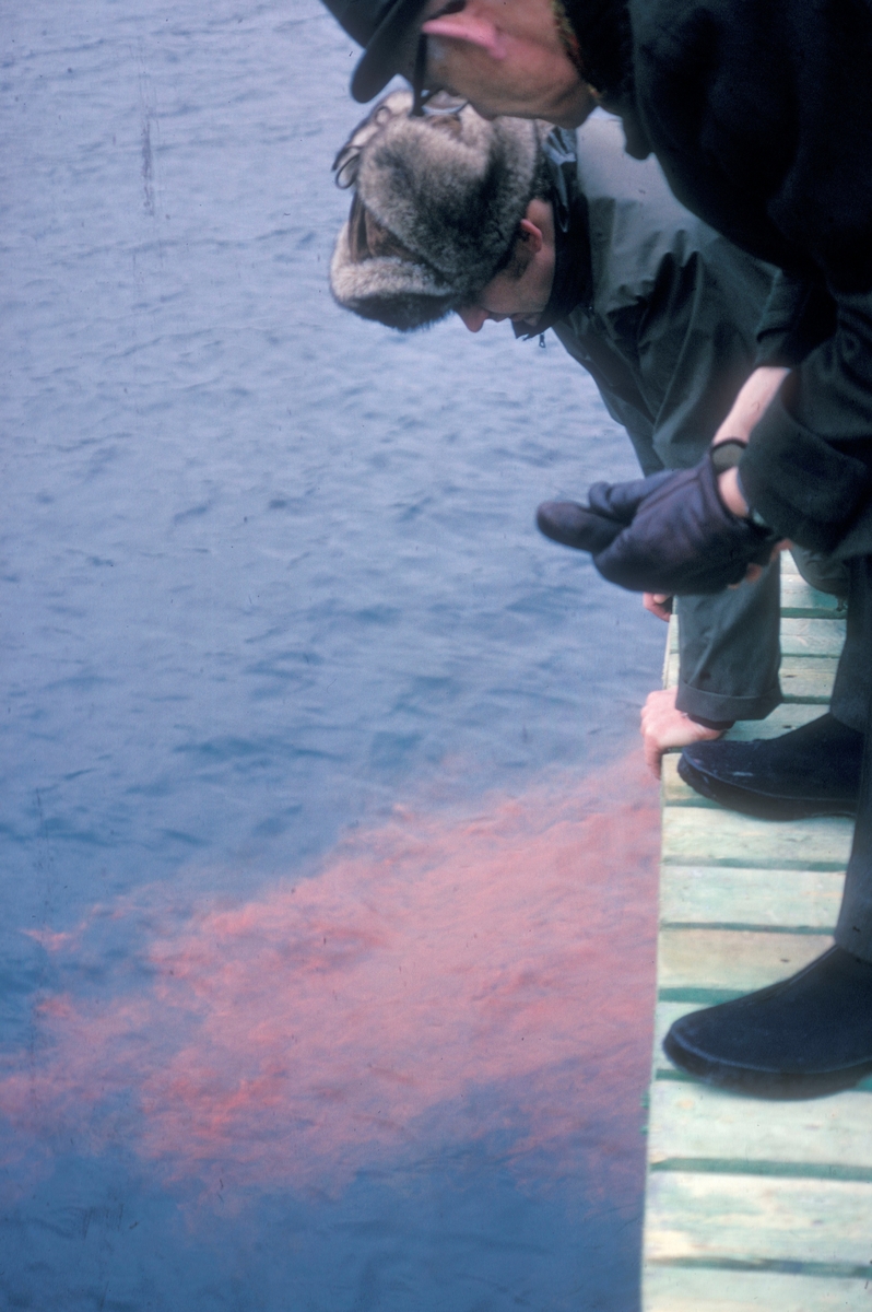 To menn står på en bryggekant og ser ned i sjøen. Noe rødt sprer seg i vannet utenfor kaia. Motivet er fra Mowi A/S sitt anlegg i Flogøykjølpa.