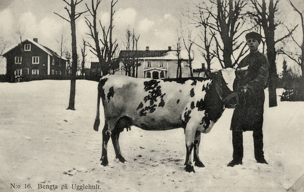 En prisbelönt ko visas upp på Ugglehults gård, Aneboda. 1914.