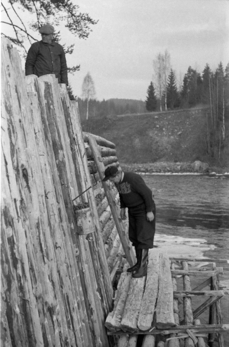 Reparasjon av skådam ved Storsjøen i Nord-Odal i Hedmark våren 1955. Fotografiet er tatt på skrå mot det som skulle bli vannsida av skjermen, som skulle hindre løstflytende fløtingsvirke fra å drive inn på bakenforliggende landområder når vårflommen. Dette ser ut til å ha vært en såkalt «bukkedam», en vegg lagd av tømmerstokker som er spikret på «bukker», med skråstivere som var festet inne i elveskråningen. Veggen i utgangspunktet lagd av liggende virke, men til venstre i forgrunnen, der trykket fra vannstrømmen og tømmeret antakelig var spesielt stort, er det horisontale tømmeret i skådammen forblenet med skrått oppoverstrebende virke. Komponentene ble festet med ekstra lange «damspilker» som han i et blikkspann på damveggen. Karene som reparerte dammen arbeidet fra et stillas.