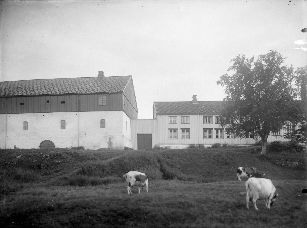 Ringve gård, gårdsanlegg/museum