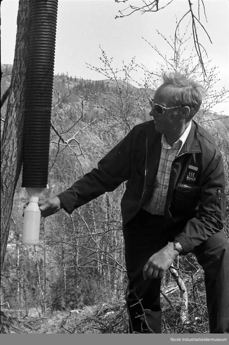 Mann i arbeidstøy fra Norsk Hydro viser frem en barkebillefelle i skogen.