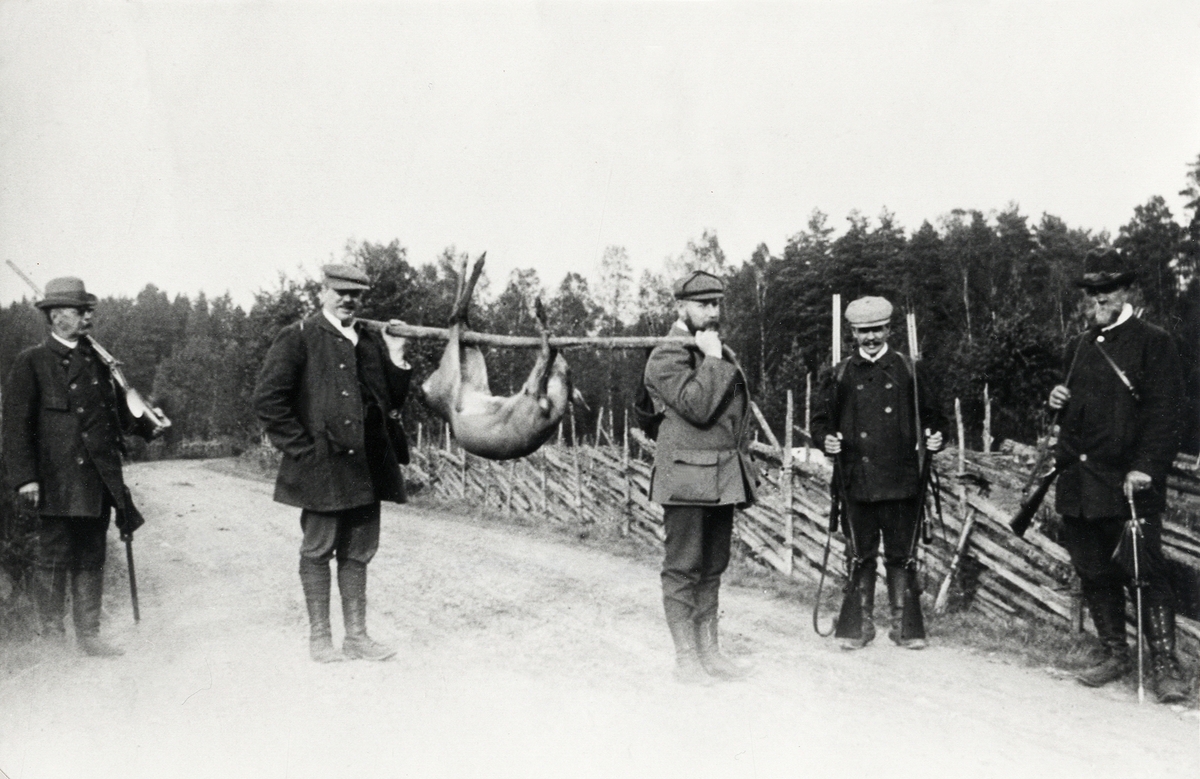 Ett jaktlag bär hem ett rådjur efter avslutad jakt, 1907.