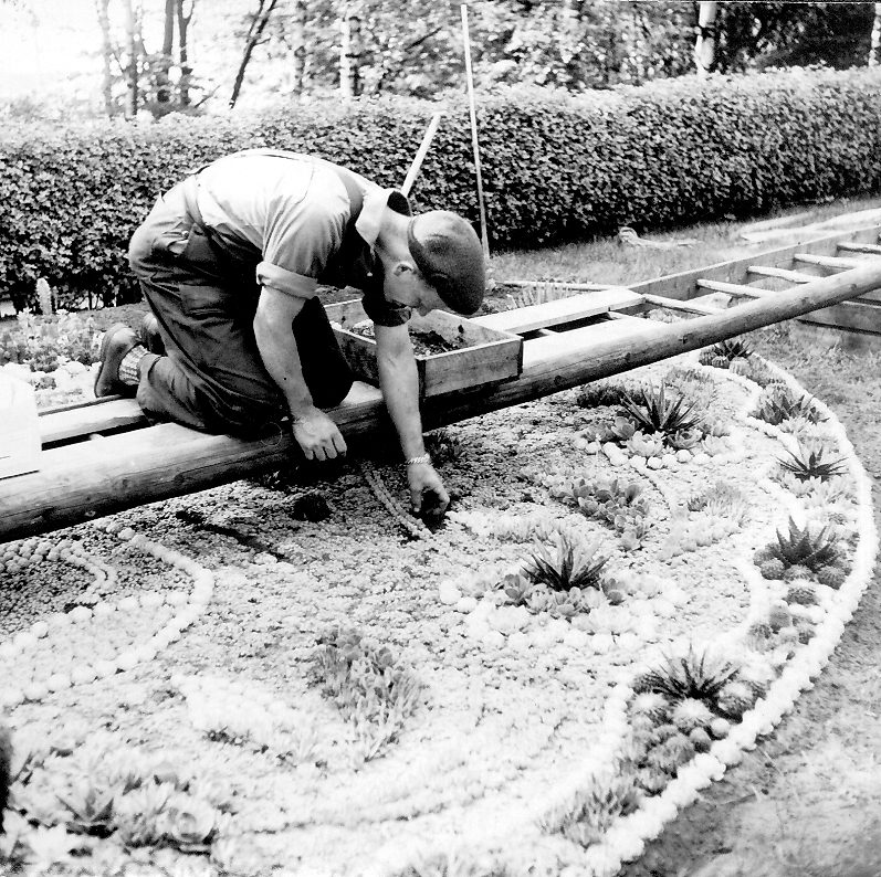 Trädgårdsmästare Sören Pettersson planterar kaktusar i järnvägsparken.