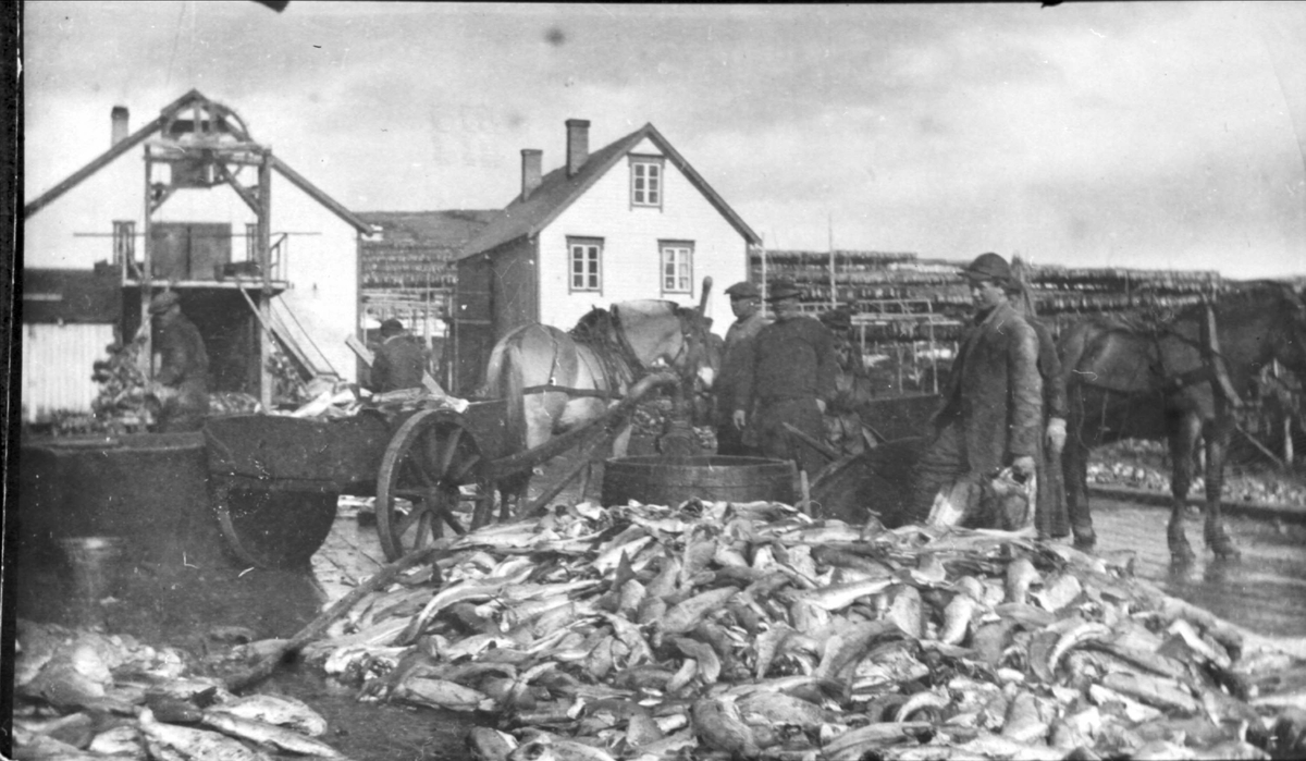 Hester med vogner lastes med fisk ved kaia til M. Holst fiskebruk i Kongsfjord.