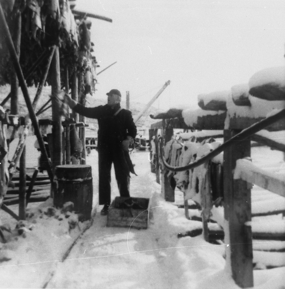 Arbeid på fiskebruket i Skatvik, Tranøy 1963
