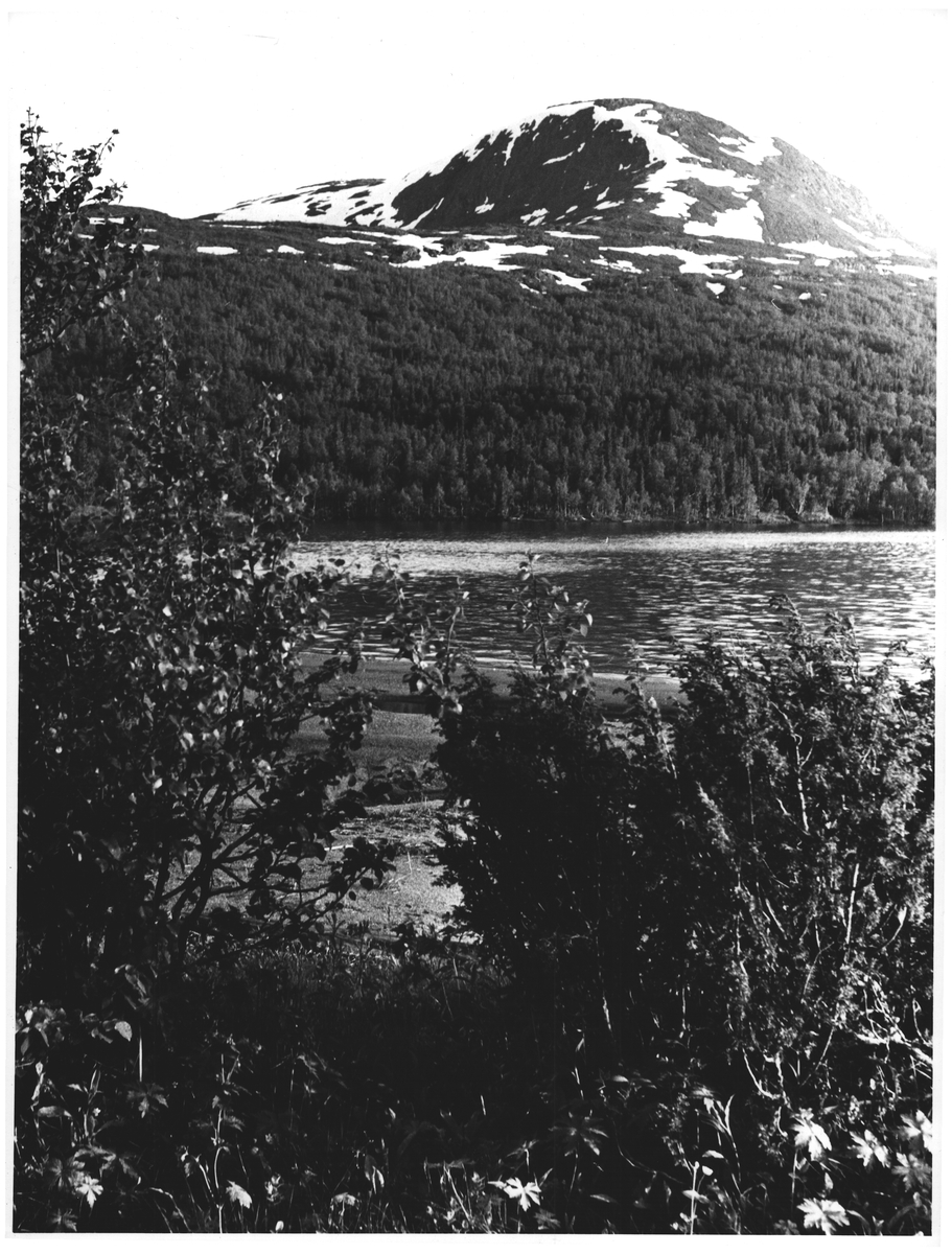 Jomafjellet ved Huddingsvann, Nord Trøndelag