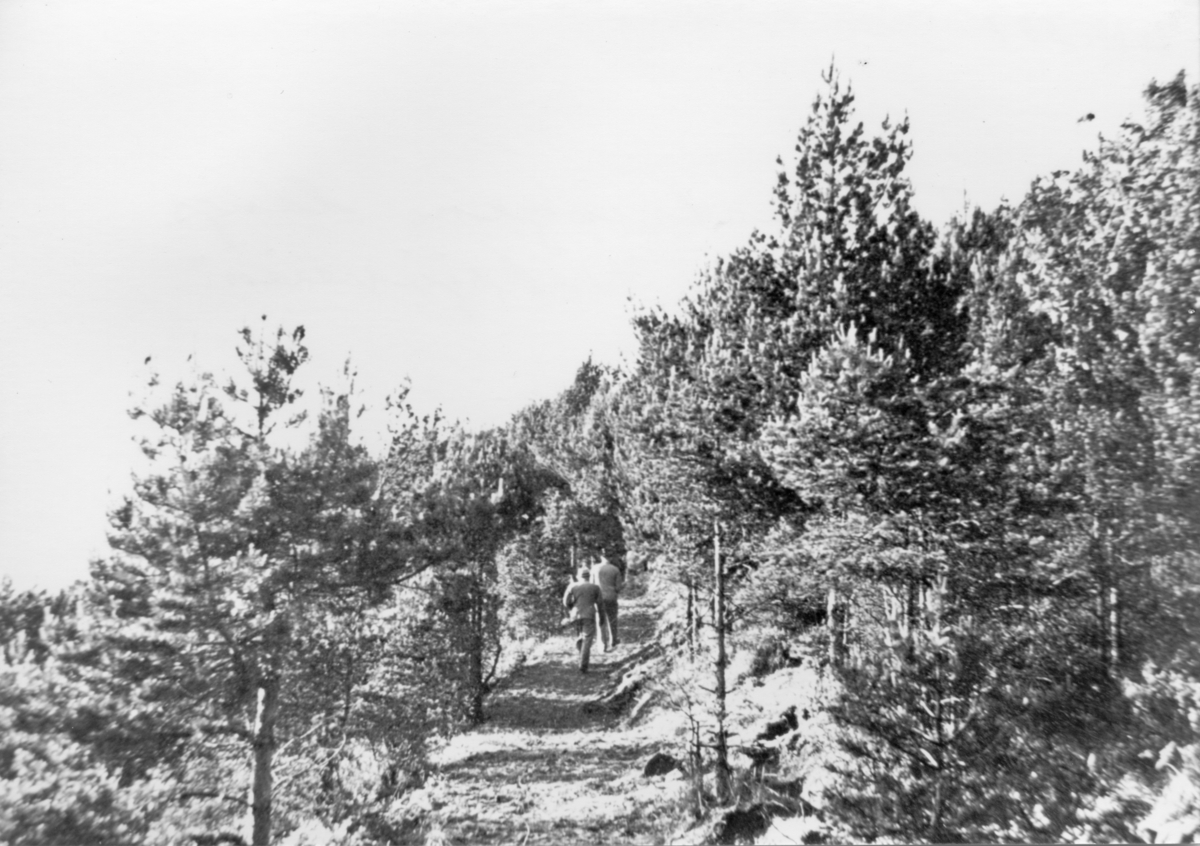 Fra Plantningene langs sundet ved "Nordsjøveien", ca. 1950.