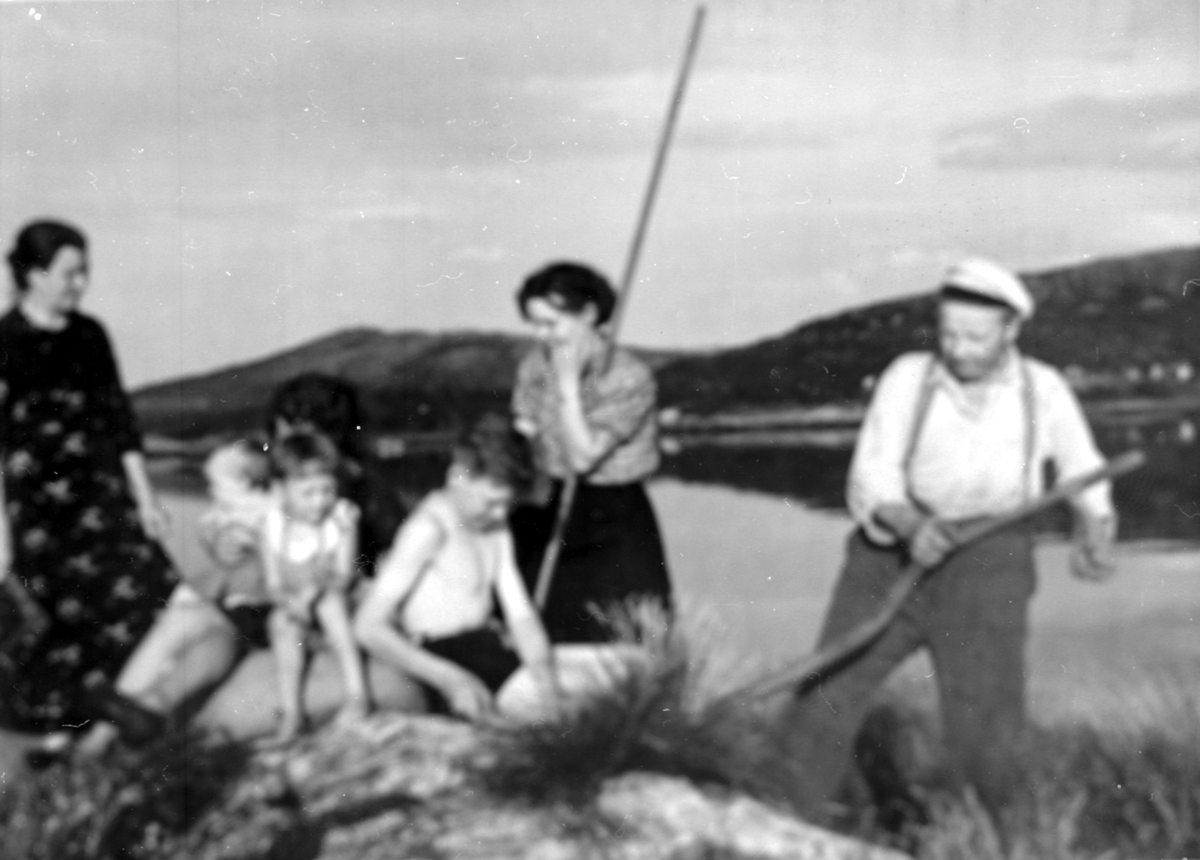 Høsting av gress på holmene. Hofsøya i Tranøy. 1941.