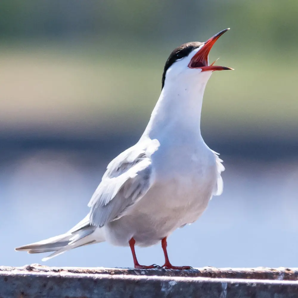 Foto av en makrellterne som står på bakken og skriker