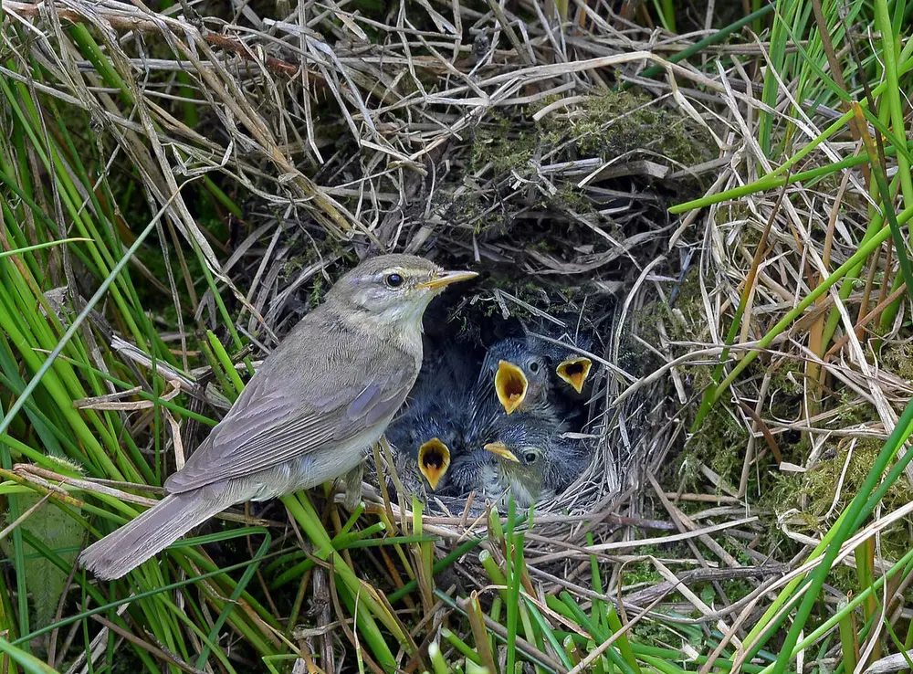 Foto av en løvsanger som mater ungene sine i reiret sitt