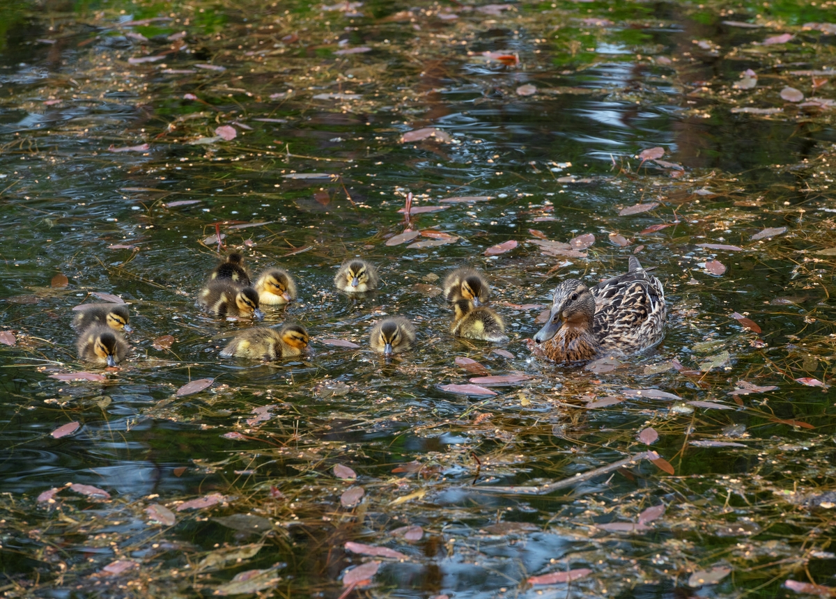 Stokkender i en dam på Glomdalsmuseet, Elverum, Innlandet. Mor med unger spiser i dammen.

