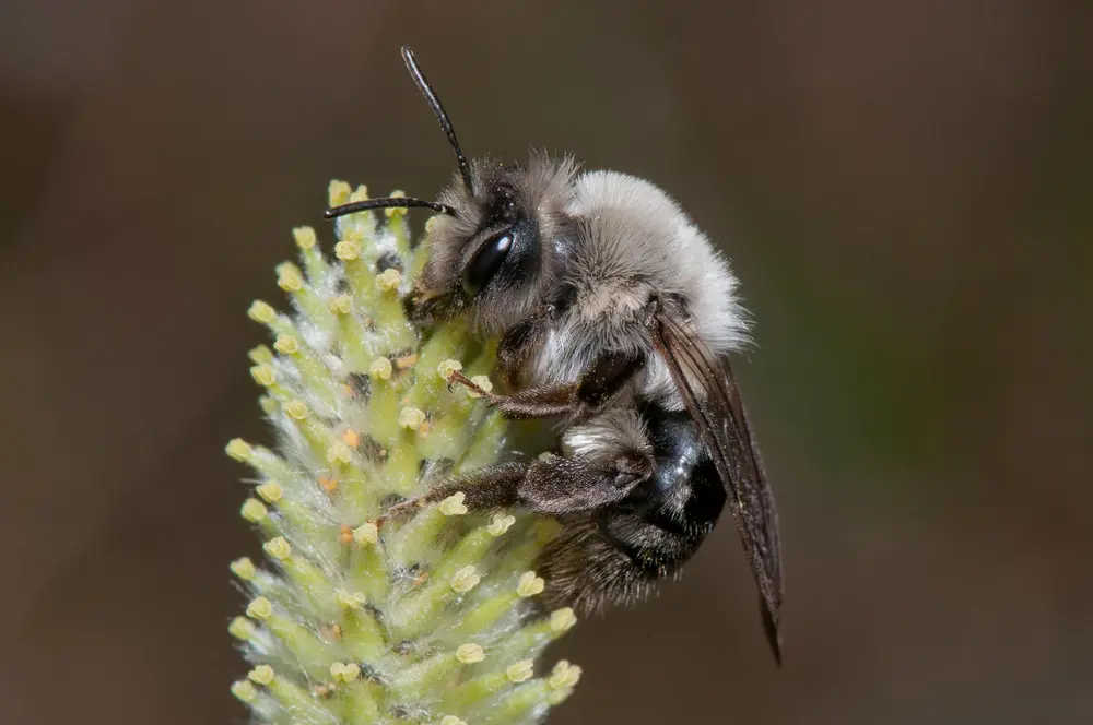 Foto av en seljesandbie som sitter på en blomst og henter pollen