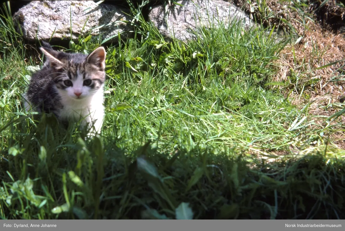Kattepus i gresset foren steiner