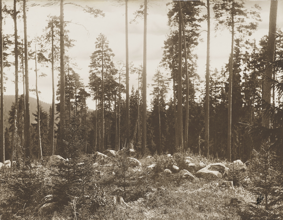 Landskapsbilde av skog. Dokumentasjon av skogplanting og hogstflater.