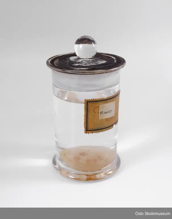 Sylinderformet preparatglass med utbrettet sokkel og glasslokk med en kule i midten. I glasset er det en manet.
