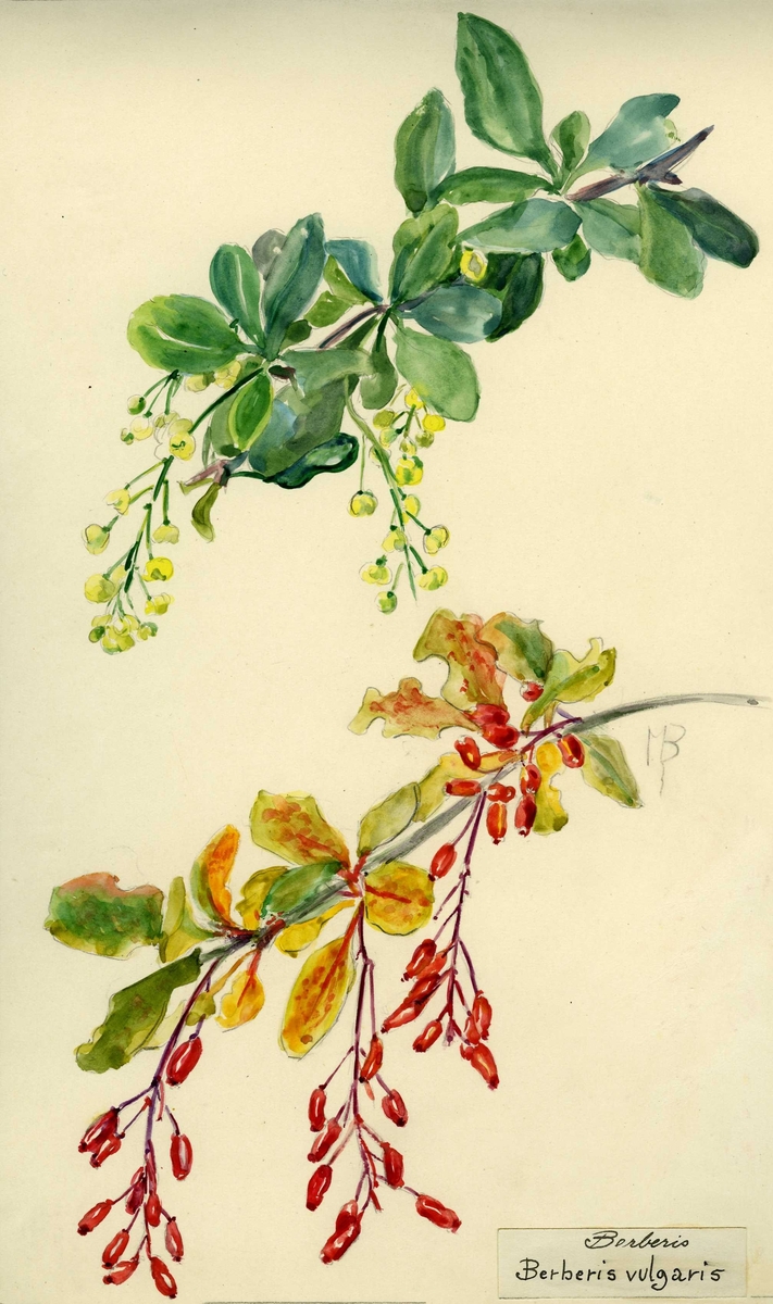 By 11082 Miranda Bødtkers botaniske akvareller. Karplanter. Vitenskapelig navn: Berberidaceae berberis vulgaris. Signatur MB, M. Bødtker.