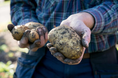 Hender som holder frem poteter. (Foto/Photo)