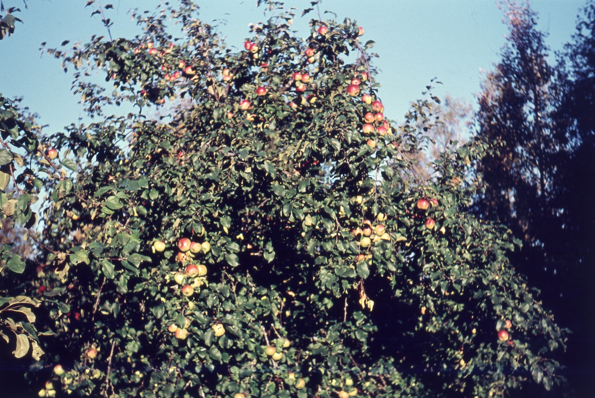 Äppelträd med mycket frukt.
