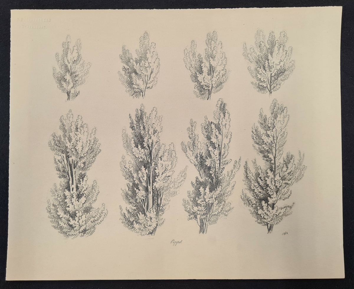 Teckning av F. A. Zettergren över ett träds grenverk, en poppel.  Teckningen är stämplad med F. A. Zettergren Wenersborg. Den är även daterad 1862.