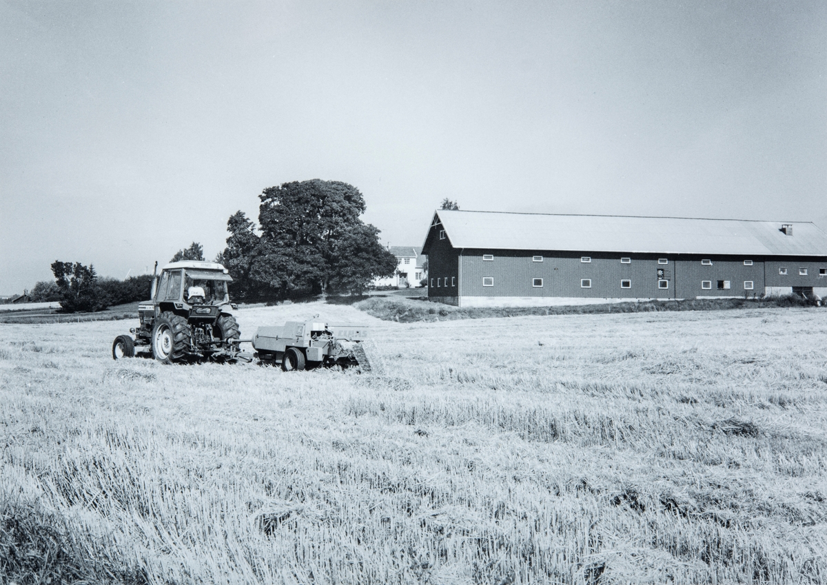 Halmpressing på Hjermstad gård i Stange. 86/1 . På traktoren sitter Oskar Hjermstad (f 1955)