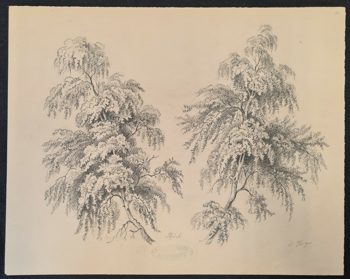 Teckning av F. A. Zettergren över ett träd, en björk. Teckningen är stämplad med F. A. Zettergren Wenersborg. Den är även daterad 11/11 1875.